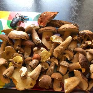 Steinpilz
