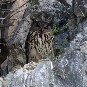 Eurasian Eagle-owl