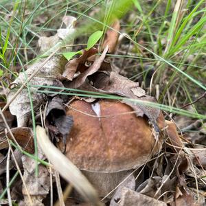 Summer Bolete