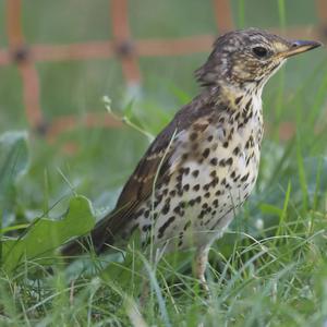 Song Thrush