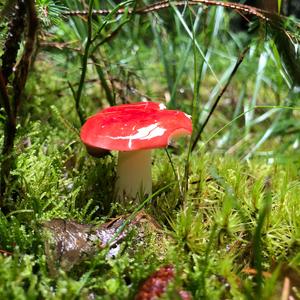 Buchen-Spei-Täubling