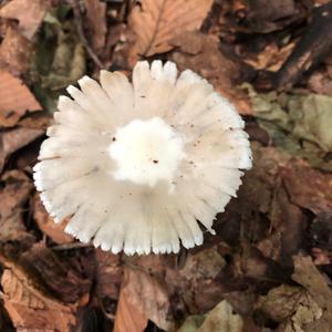 Destroying Angel