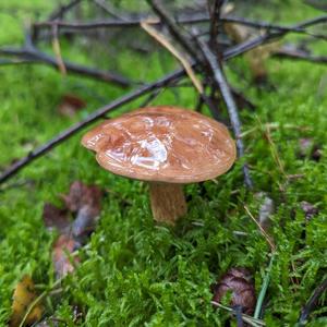 Bay Bolete