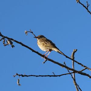 Baumpieper