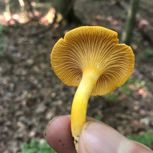 Chanterelle, Common
