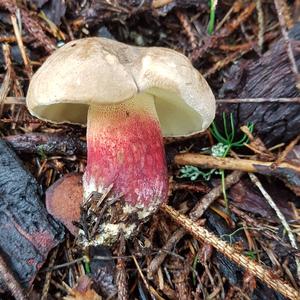 Scarlet-stemmed Bolete
