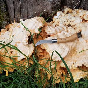 Chicken Mushroom