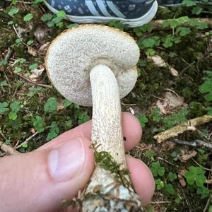 Scaber Stalk, Common