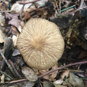 Unknown Species