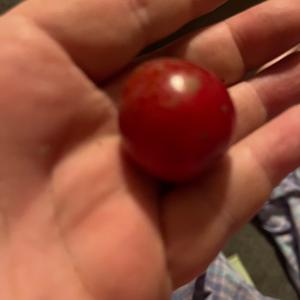 Unknown Species
