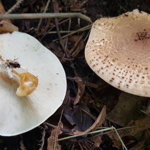Unknown Species