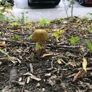 Netzstieliger Hexenröhrling