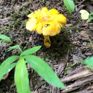 Chanterelle, Common