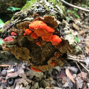 Zinnoberrote Tramete