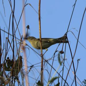 Willow Warbler