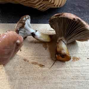 Grosser Gelbfuss