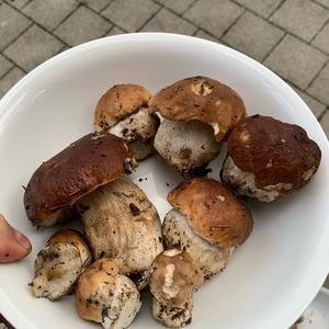 Summer Bolete