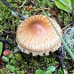 Unknown Species