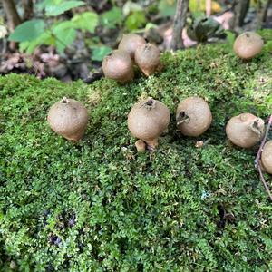 Stump Puffball