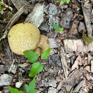 Unknown Species