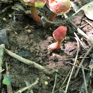Red-cracked Bolete