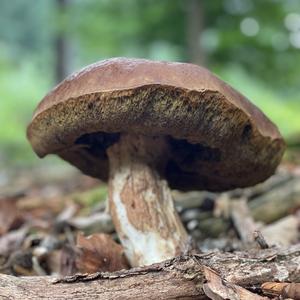 Summer Bolete