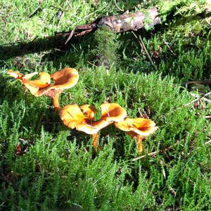 False Chanterelle