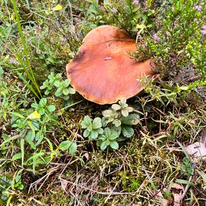 Summer Bolete