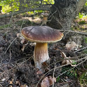 Summer Bolete