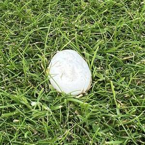 Meadow Puffball