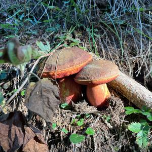 Dotted-stem Bolete