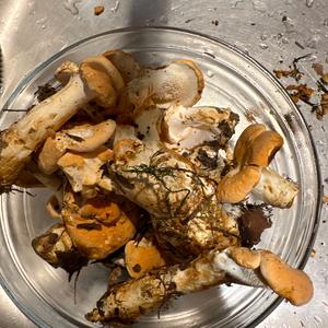 Hedgehog Fungus, Common