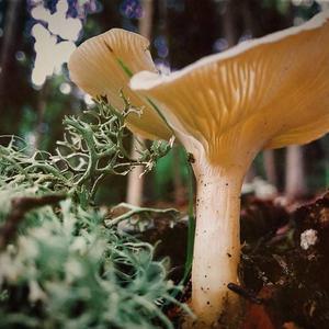 Unknown Species