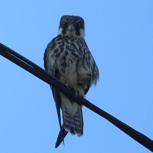 Baumfalke
