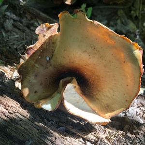 Kastanienbrauner Schwarzfussporling