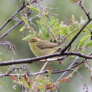 Willow Warbler