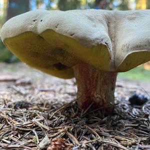 Scarlet-stemmed Bolete
