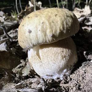 Summer Bolete