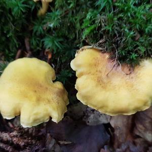 Unknown Species