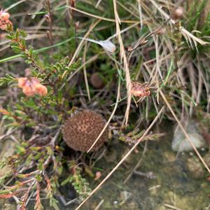 Igel-Stäubling