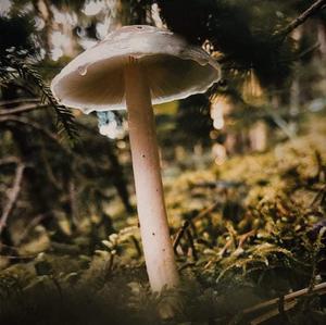 Unknown Species