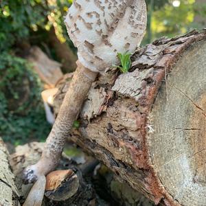 Parasol Mushroom