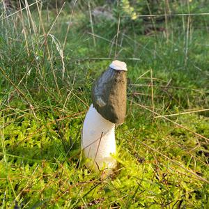 Gemeine Stinkmorchel