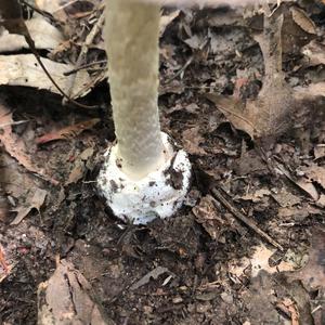 Destroying Angel