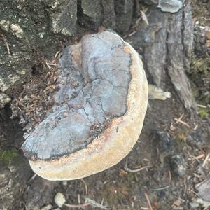 Unknown Species