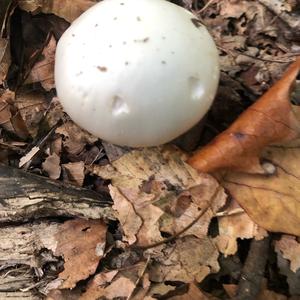 Destroying Angel