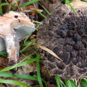 Old Man of the Woods