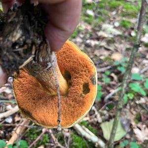 Netzstieliger Hexenröhrling