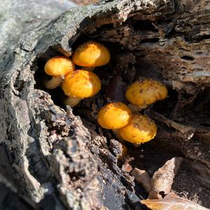 Goldfell-Schüppling