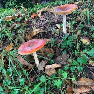 Fly Agaric